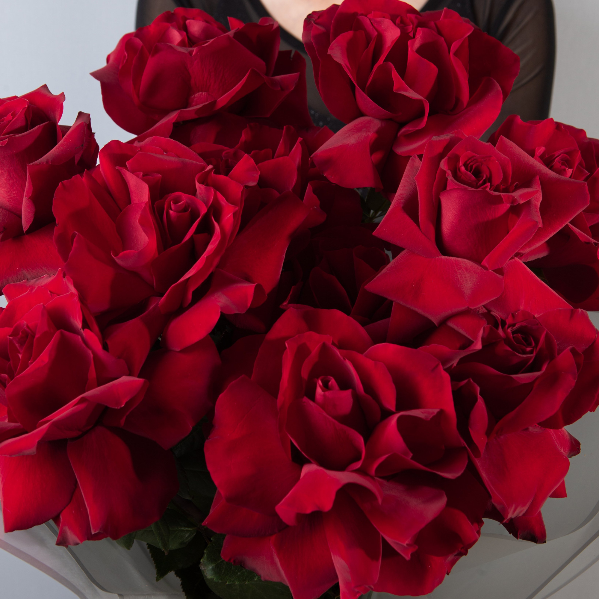 Букет 11 красных французских роз Пантера