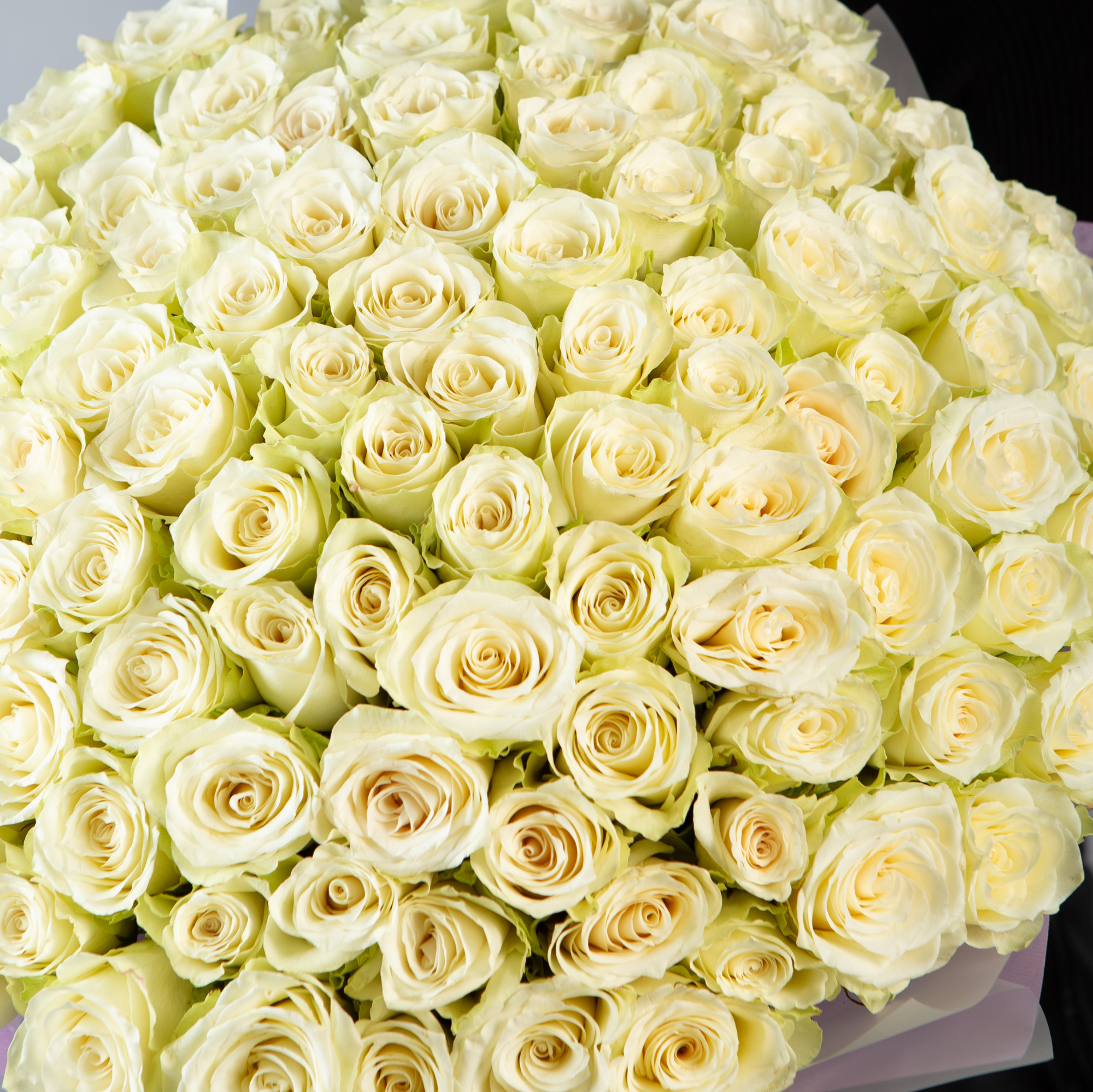 Букет 101 белая роза Кения  40 см  в упаковке