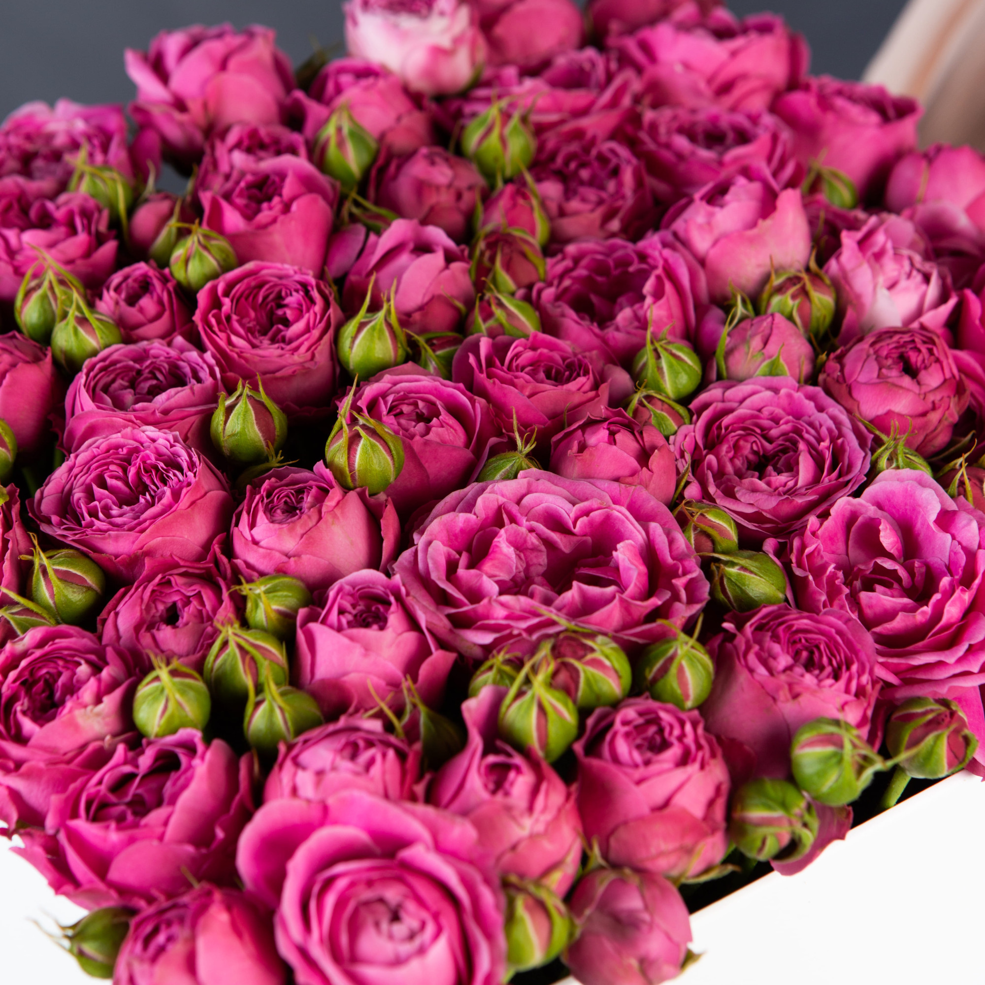 Белая коробка-шкатулка с розовой кустовой пионовидной розой №625