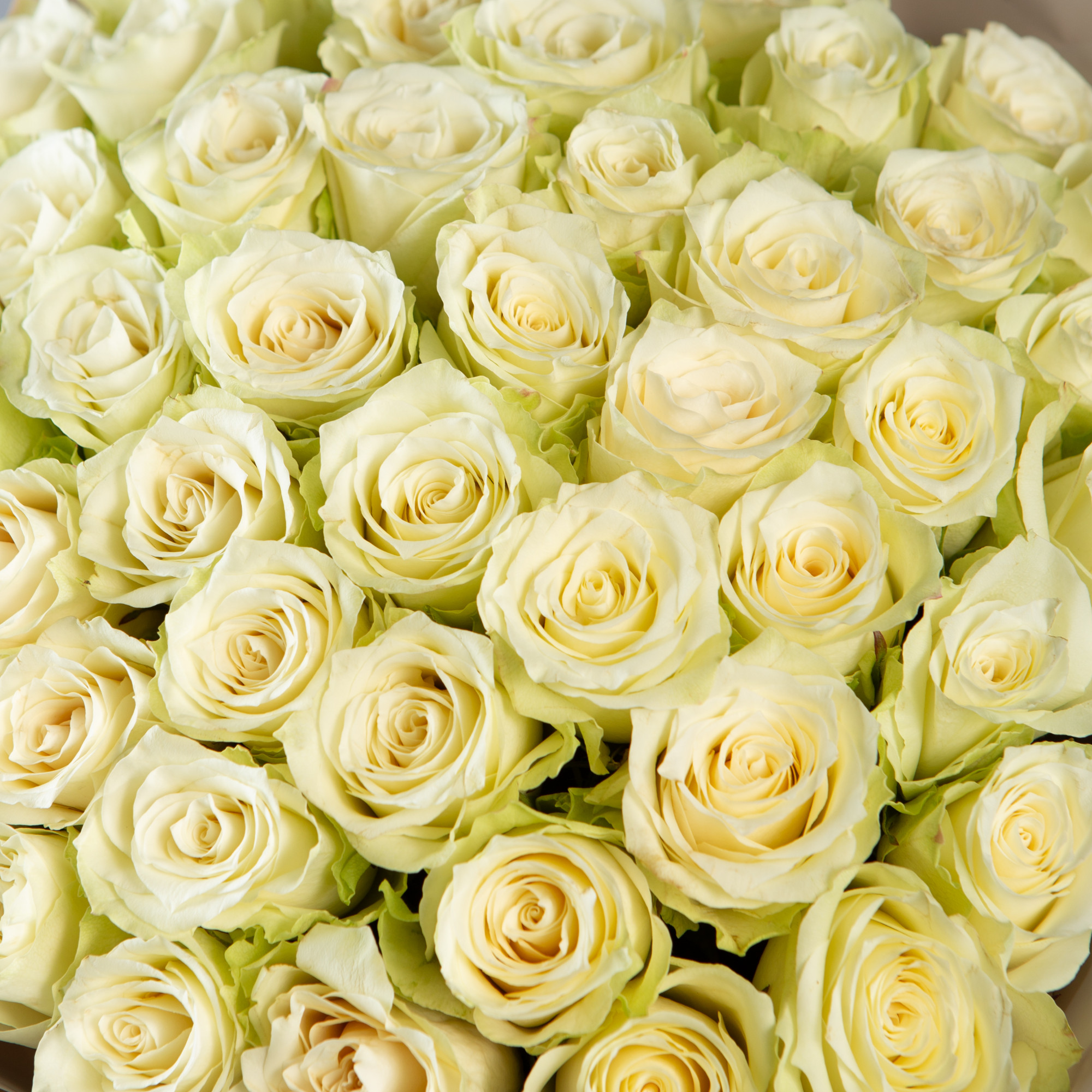 Букет 51 белая роза Кения 40 см в  упаковке