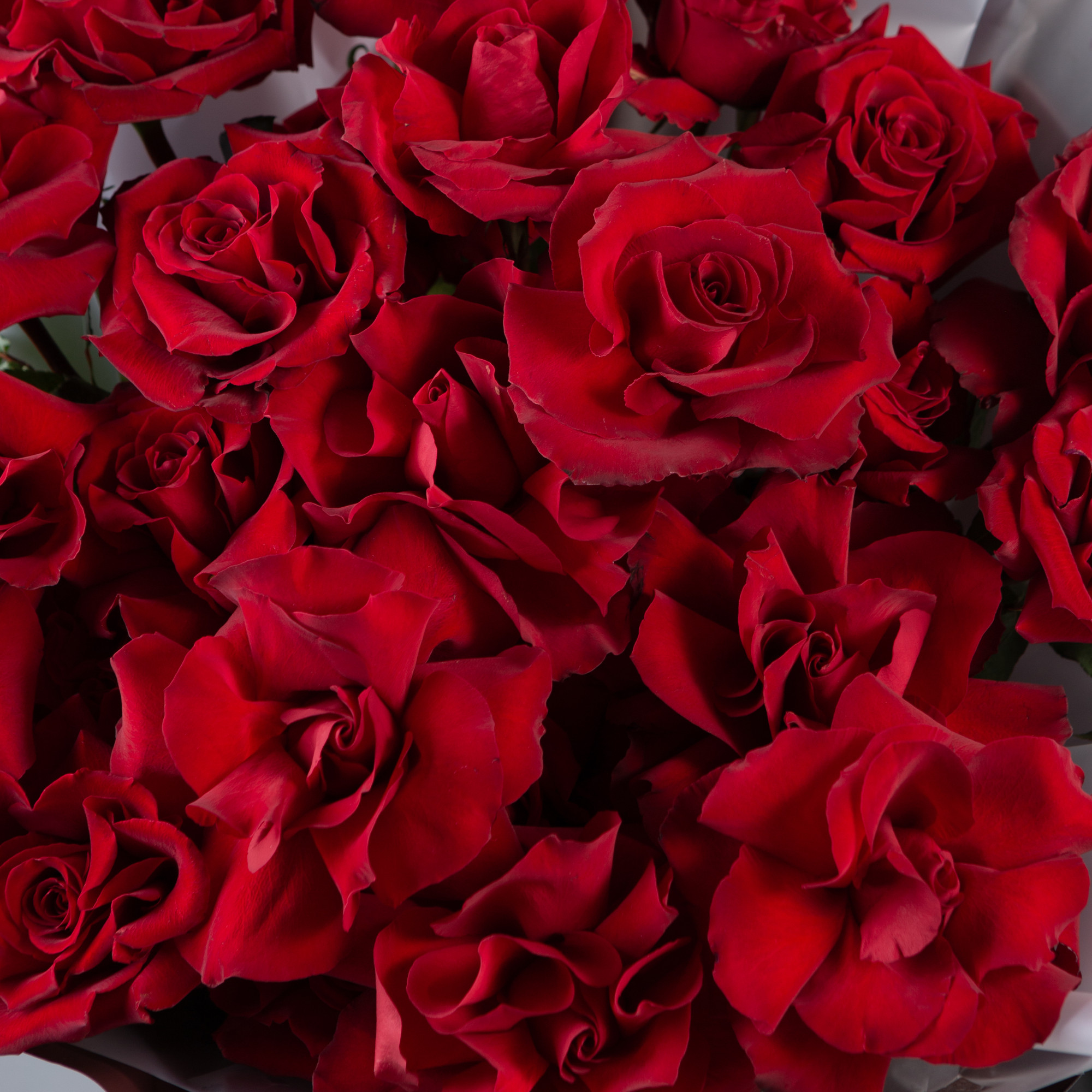 Букет 25 французских красных роз в упаковке