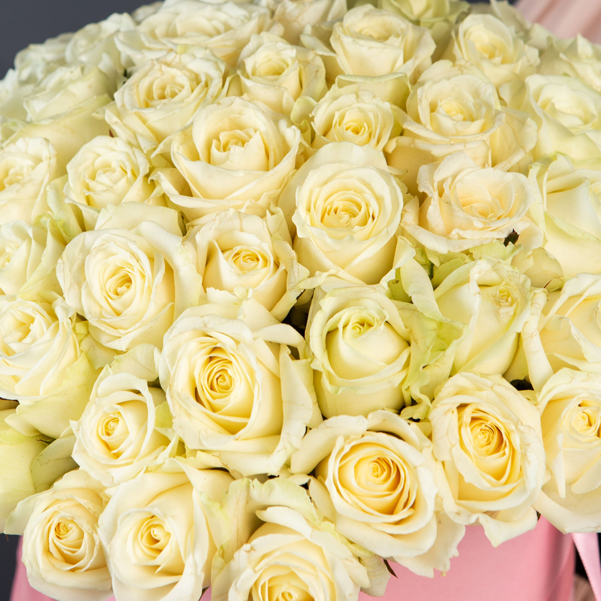 51 Белая роза в большой розовой шляпной коробке №114