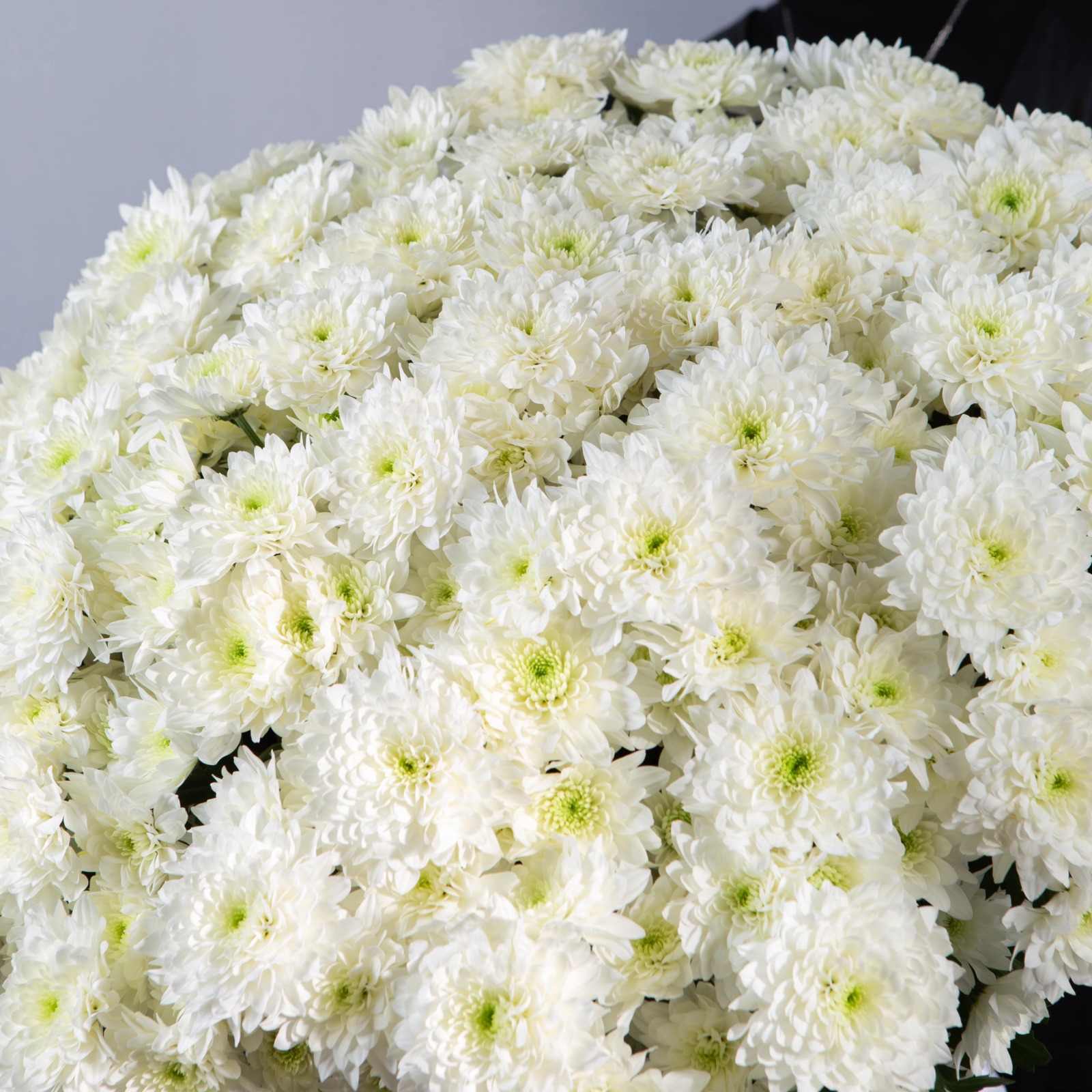 Букет облако из 51 хризантемы