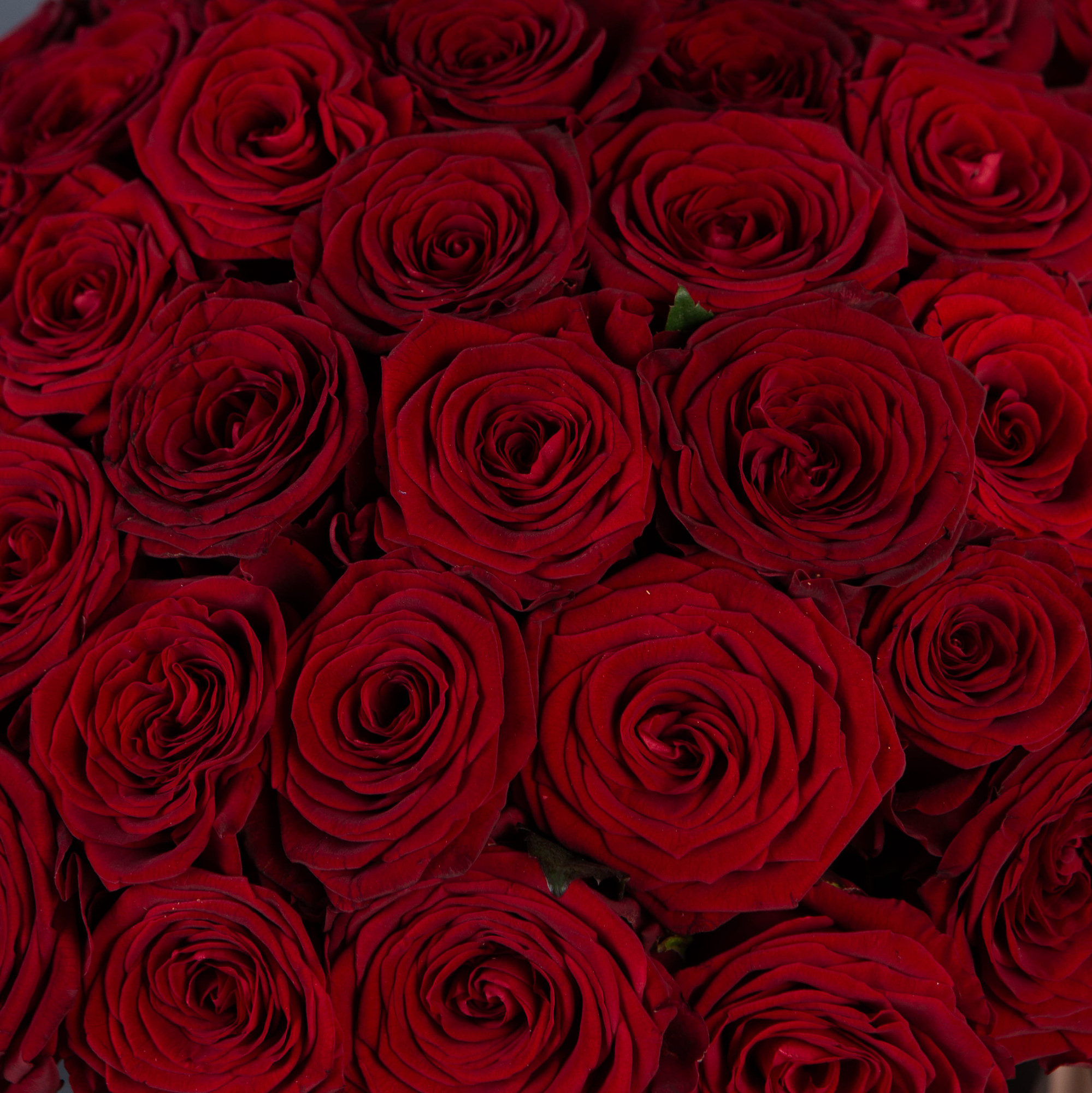 51 Красная роза в большой розовой шляпной коробке №308