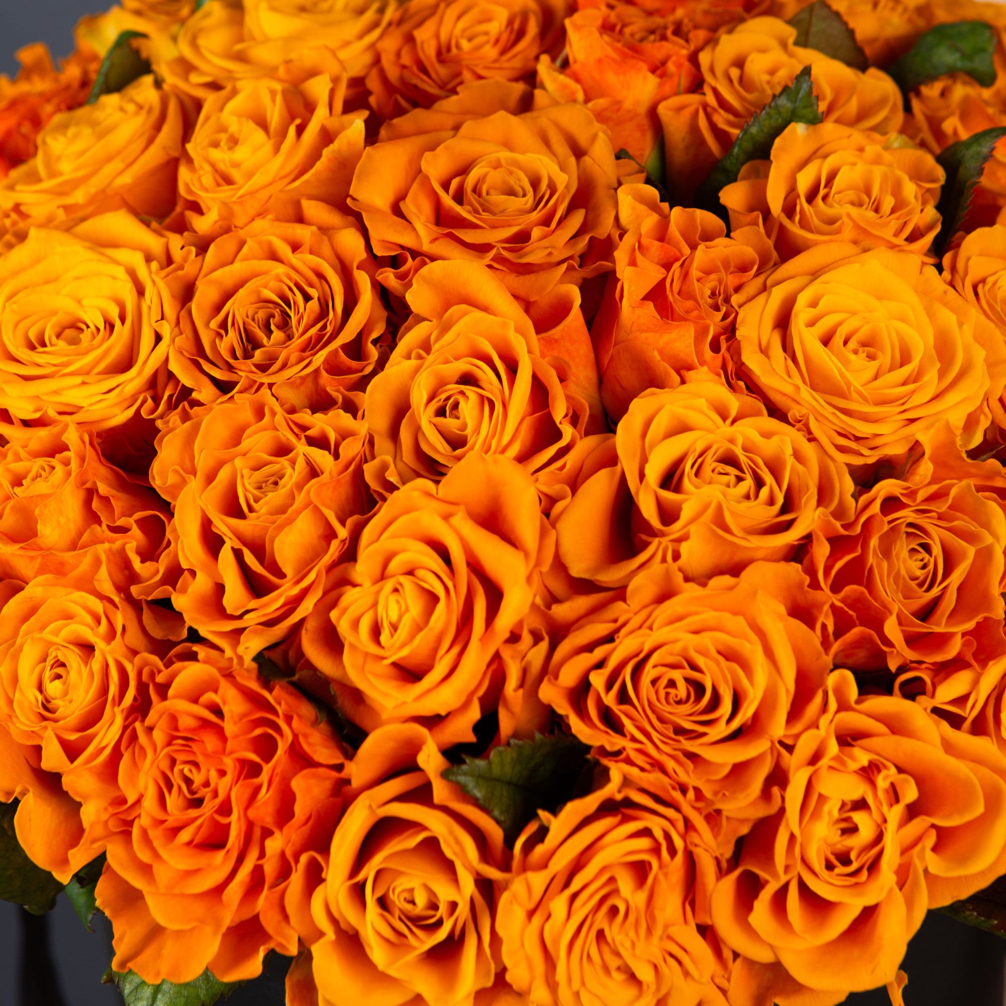 51 Оранжевая роза в большой черной шляпной коробке №335