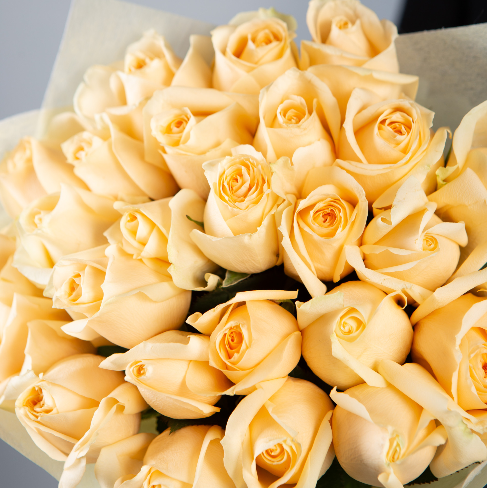 Букет 25 кремовых роз Кения 40 см в упаковке