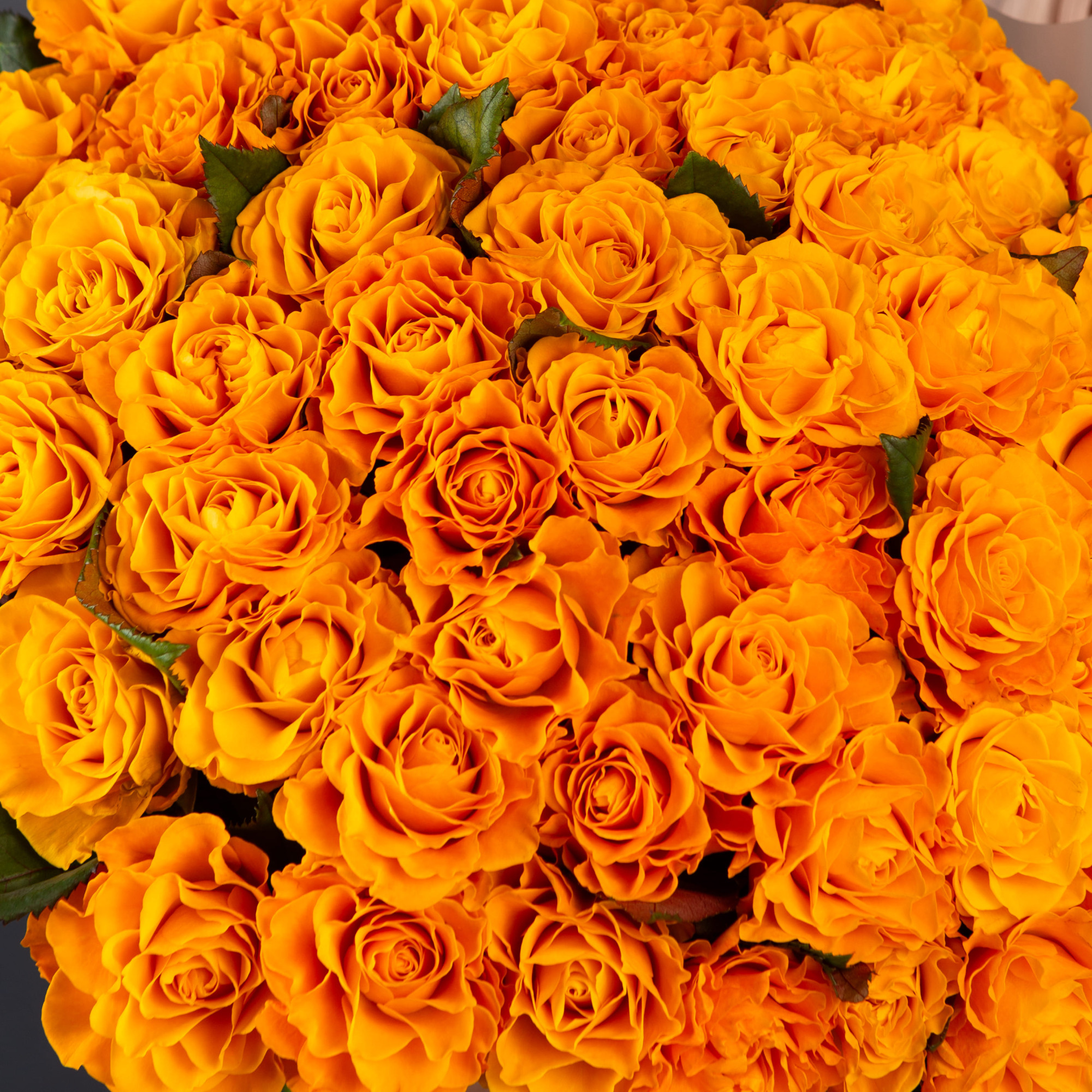 55 оранжевых роз 50 см.