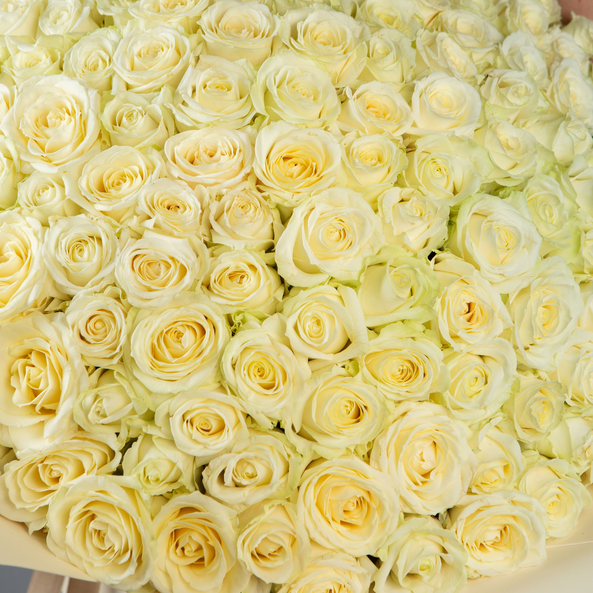 Букет 151 белая роза 60 см