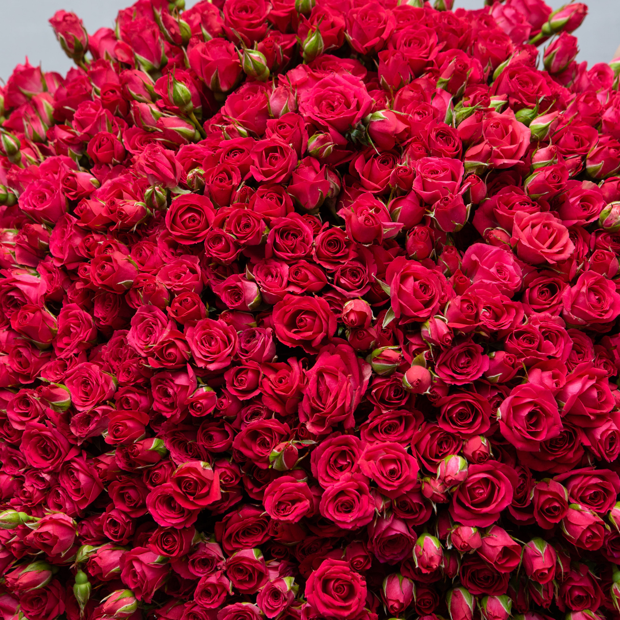 Букет 101 кустовая роза