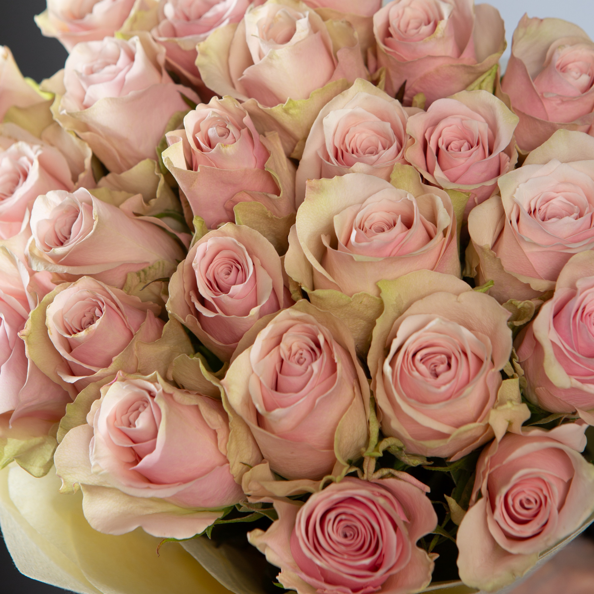 Букет 25 нюдовых роз Кения 40 см  в упаковке