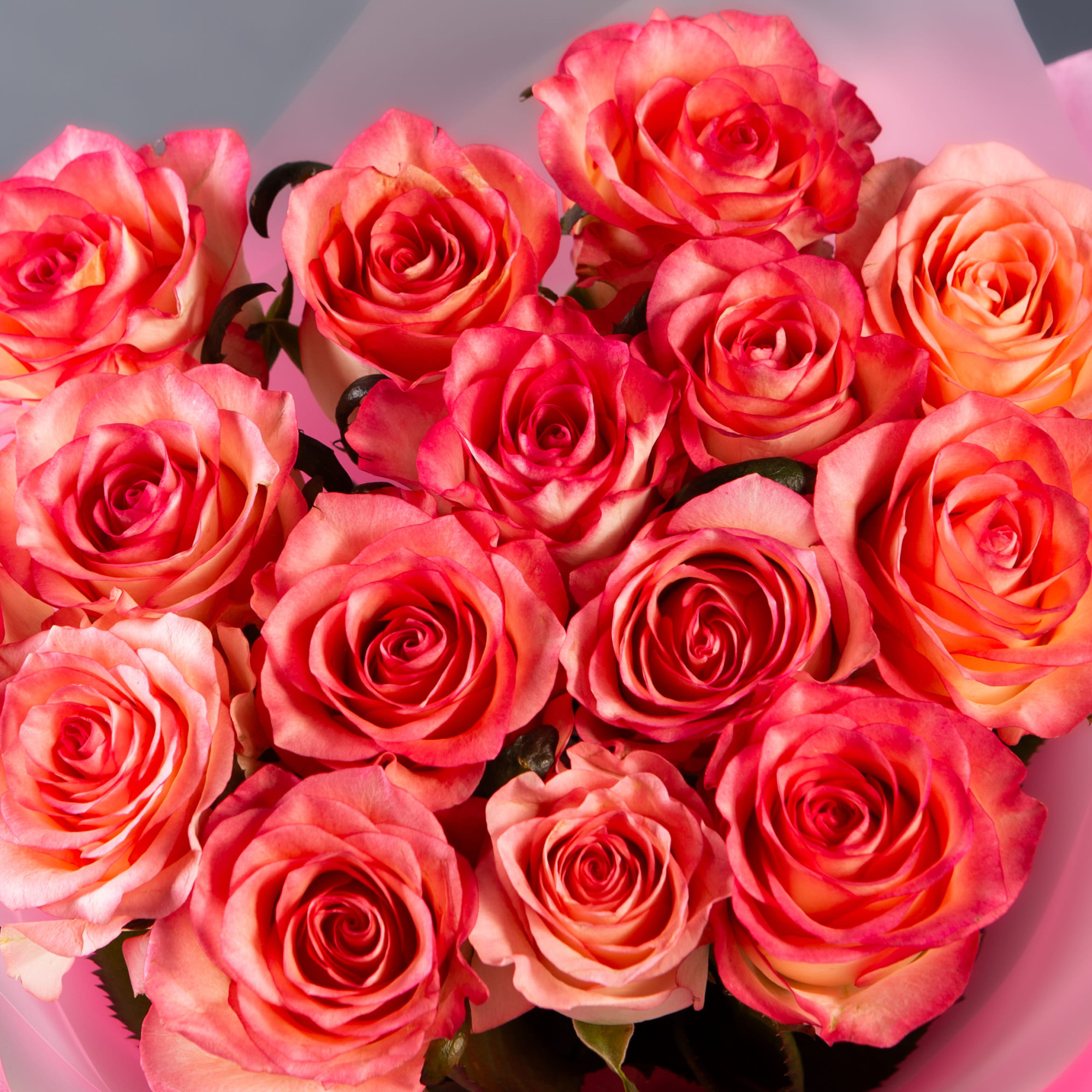 Букет 15 розовых роз с каймой  50см.