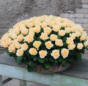 151 кремовая роза в корзине