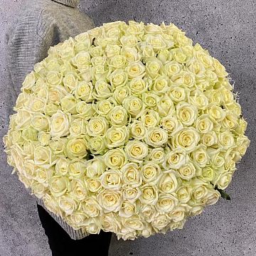 Букет 151 белая роза 60 см